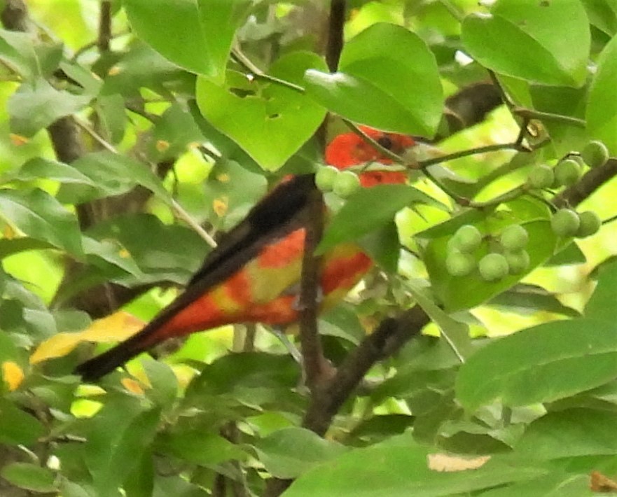 Scarlet Tanager - Michelle Forte