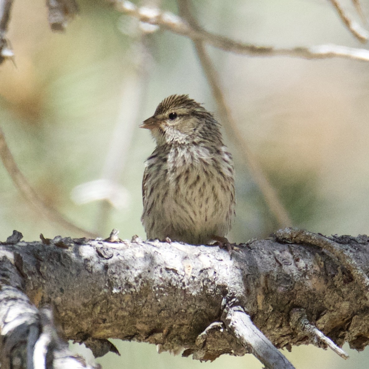 Chipping Sparrow - ML254061141