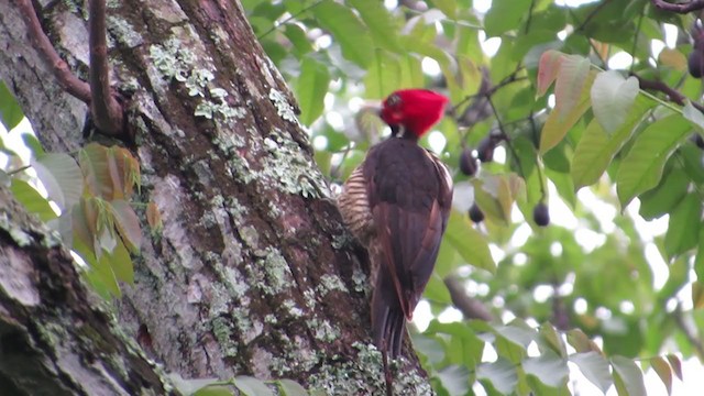 Pale-billed Woodpecker - ML254065511