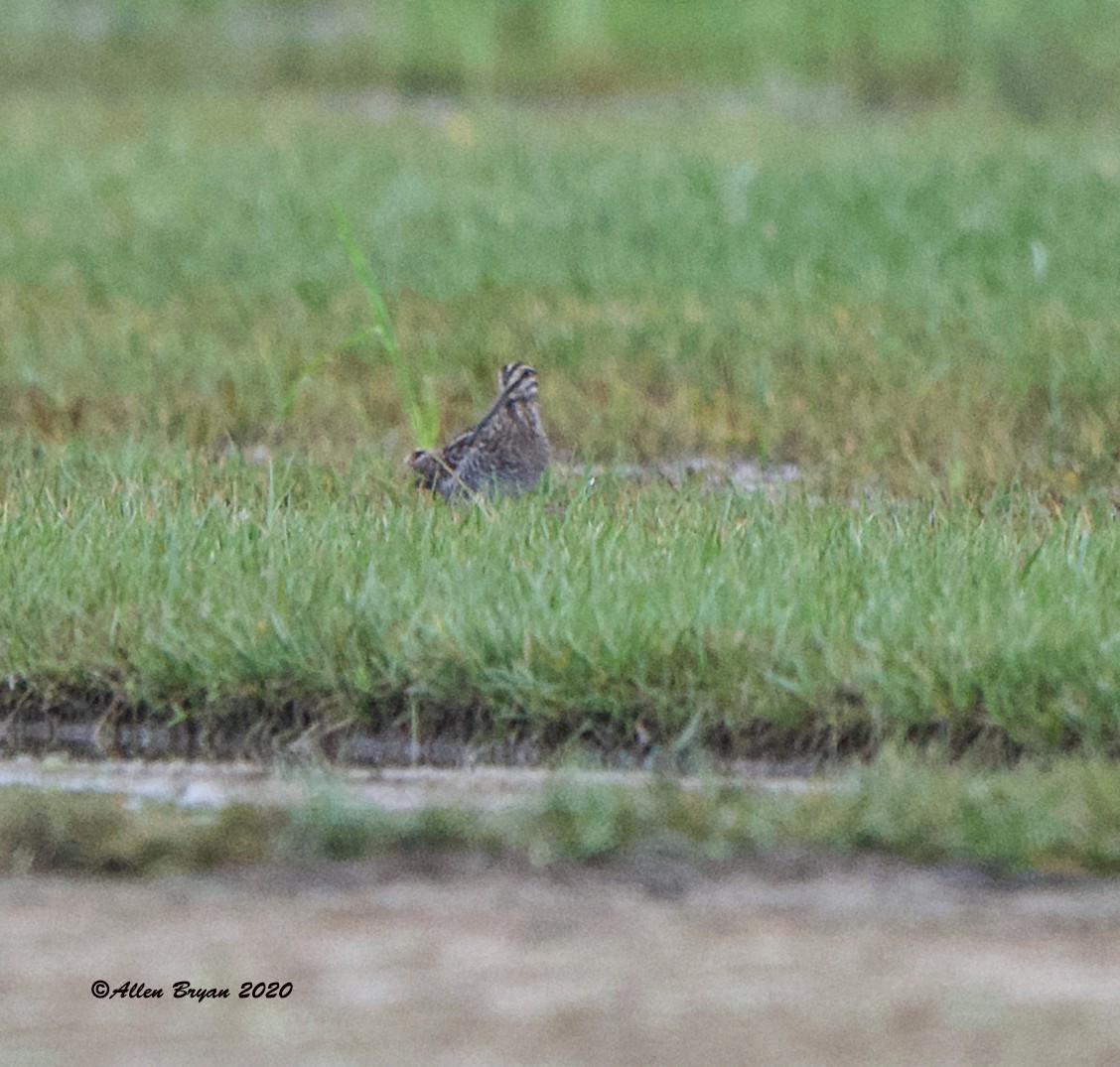 EBird Checklist 7 Aug 2020 Woodbury Road Sod Farm 25 Species