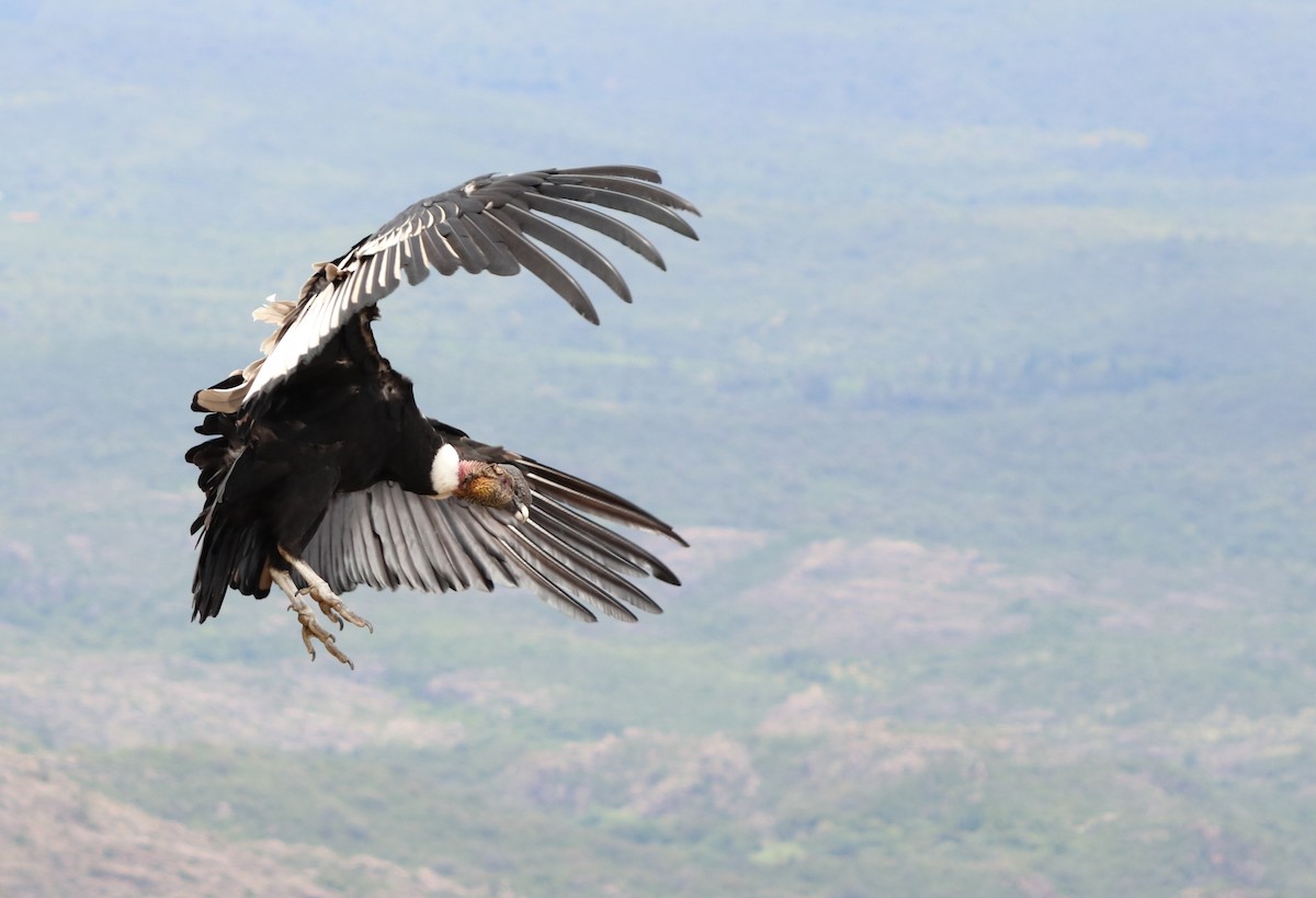 Condor des Andes - ML254072221