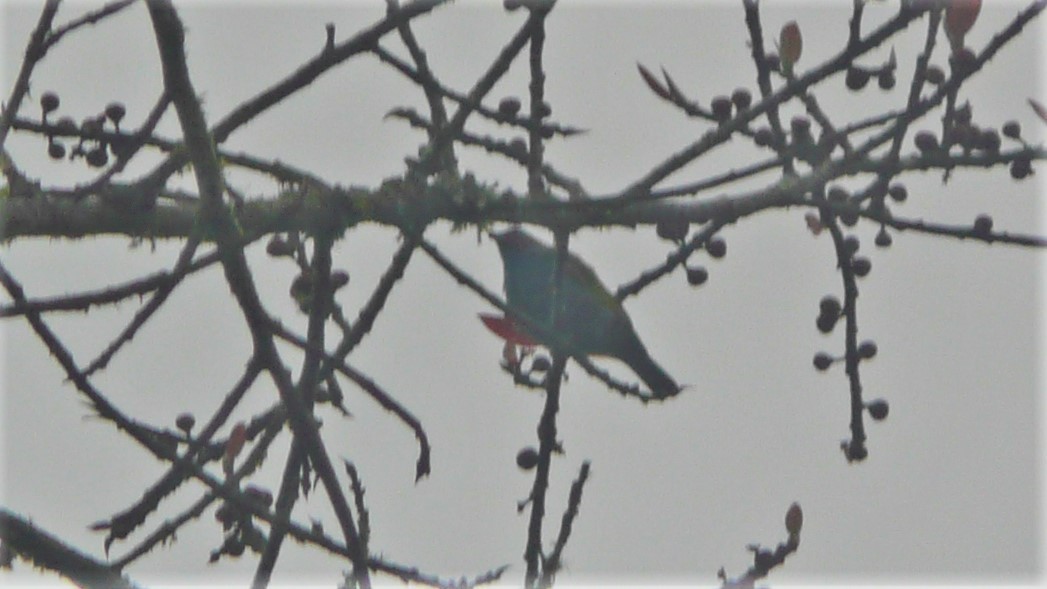 Bay-headed Tanager - ML254078631