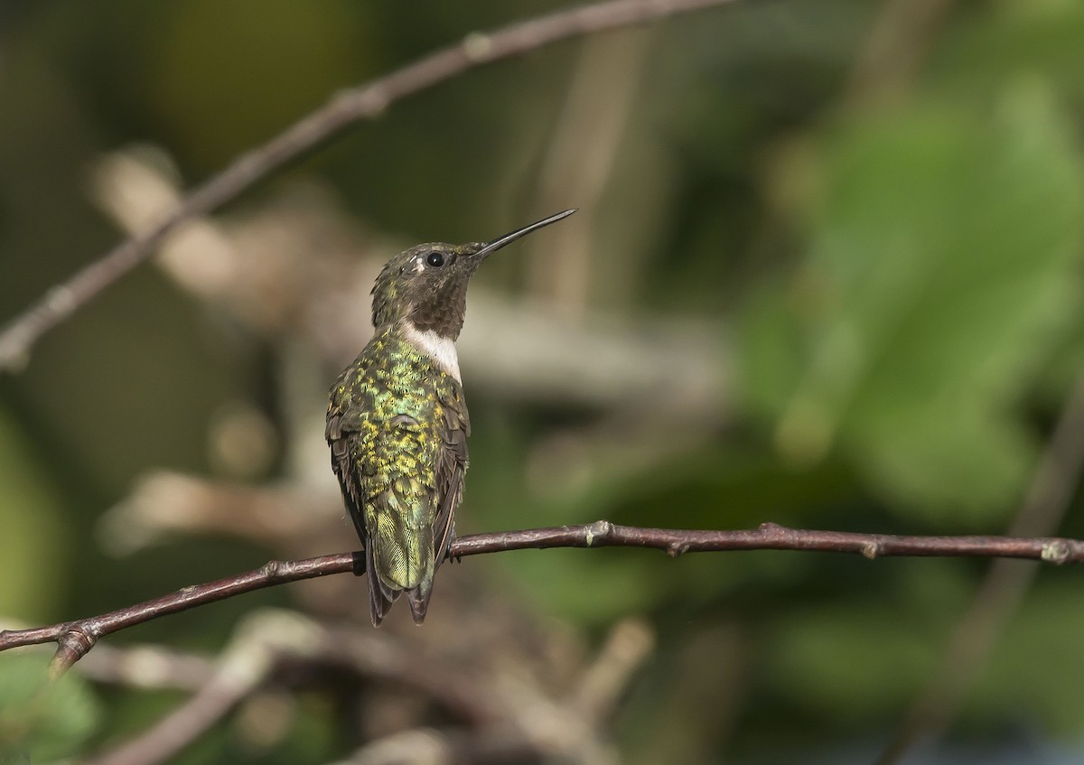 Ruby-throated Hummingbird - ML254083441