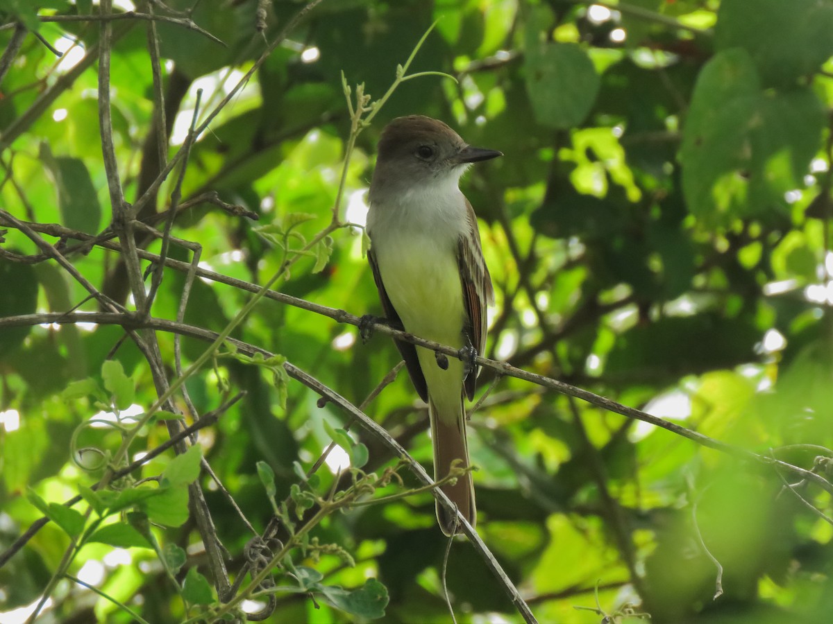 Great Crested Flycatcher - ML254087021