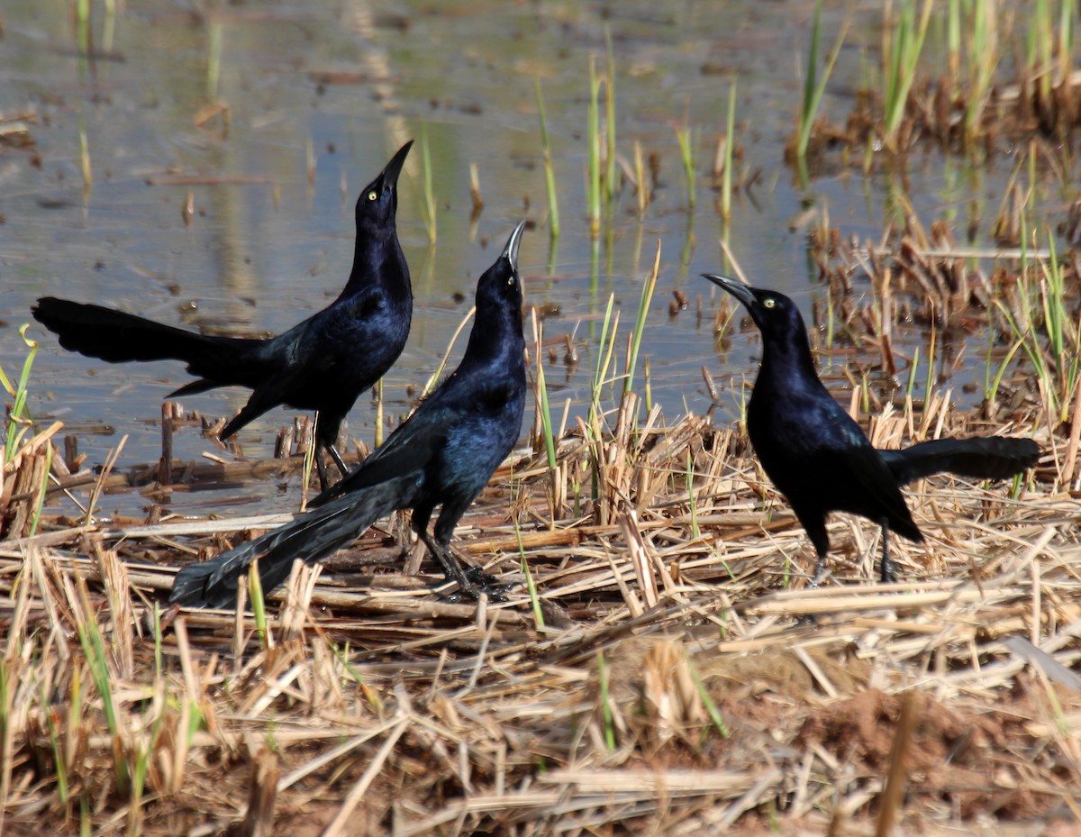 Great-tailed Grackle - sam hough