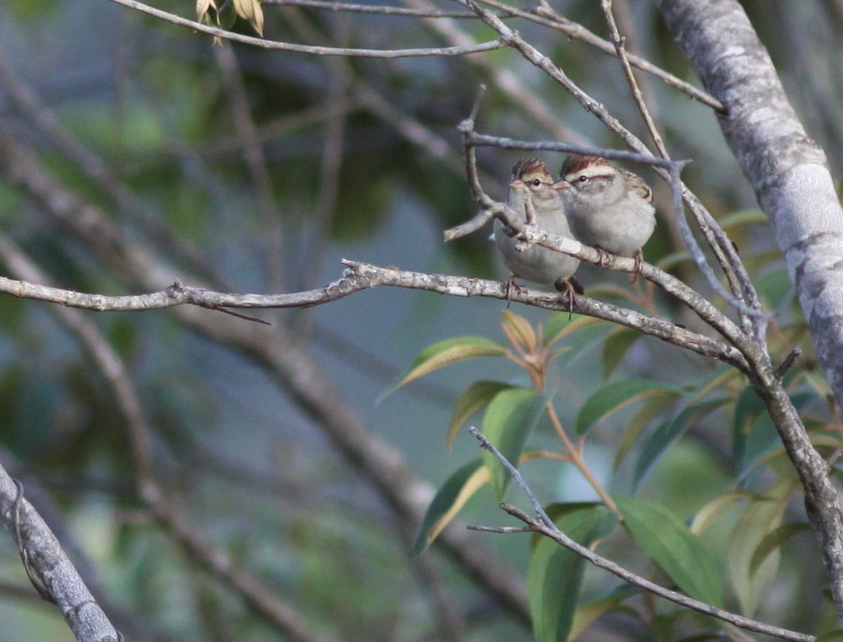 Chipping Sparrow - Mark Patry