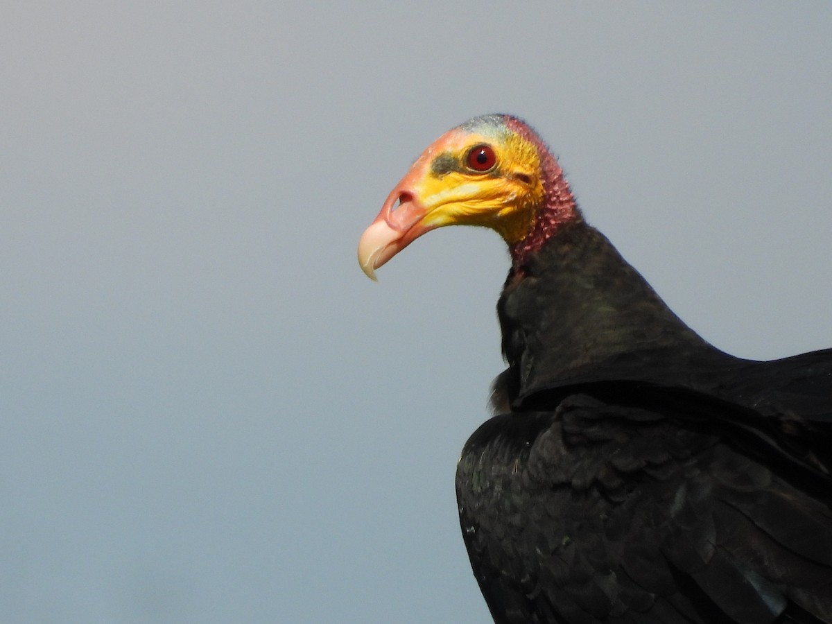 Greater Yellow-headed Vulture - Jorge Galván