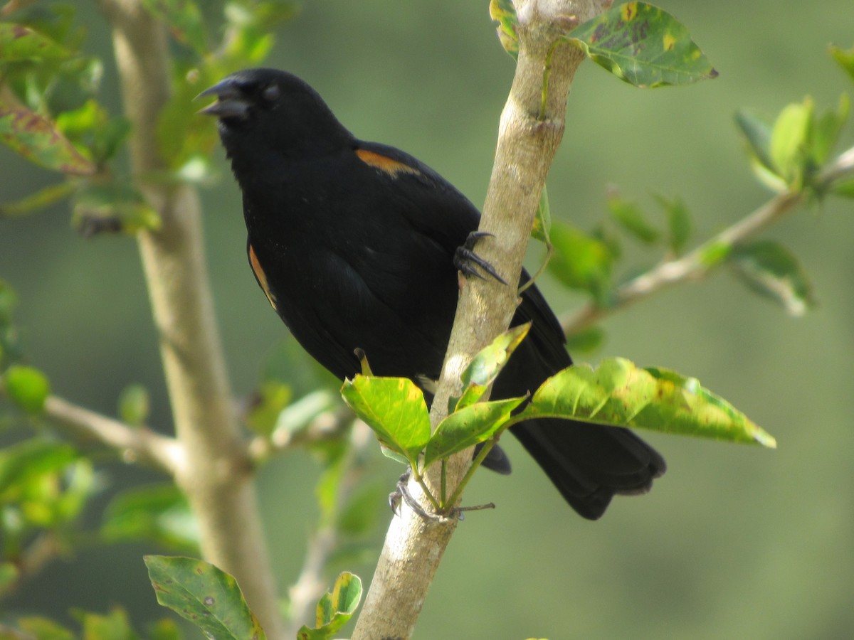 Tawny-shouldered Blackbird - Lawrence Gardella