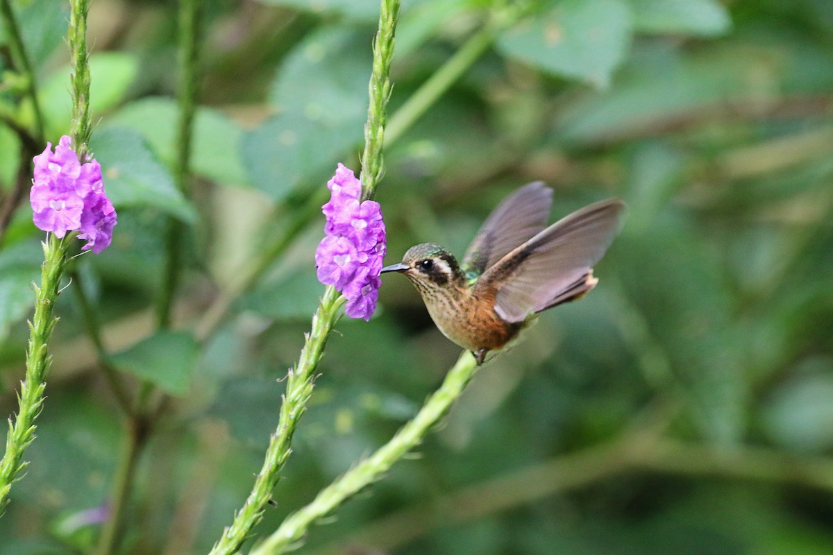 Speckled Hummingbird - Ricardo Guerra