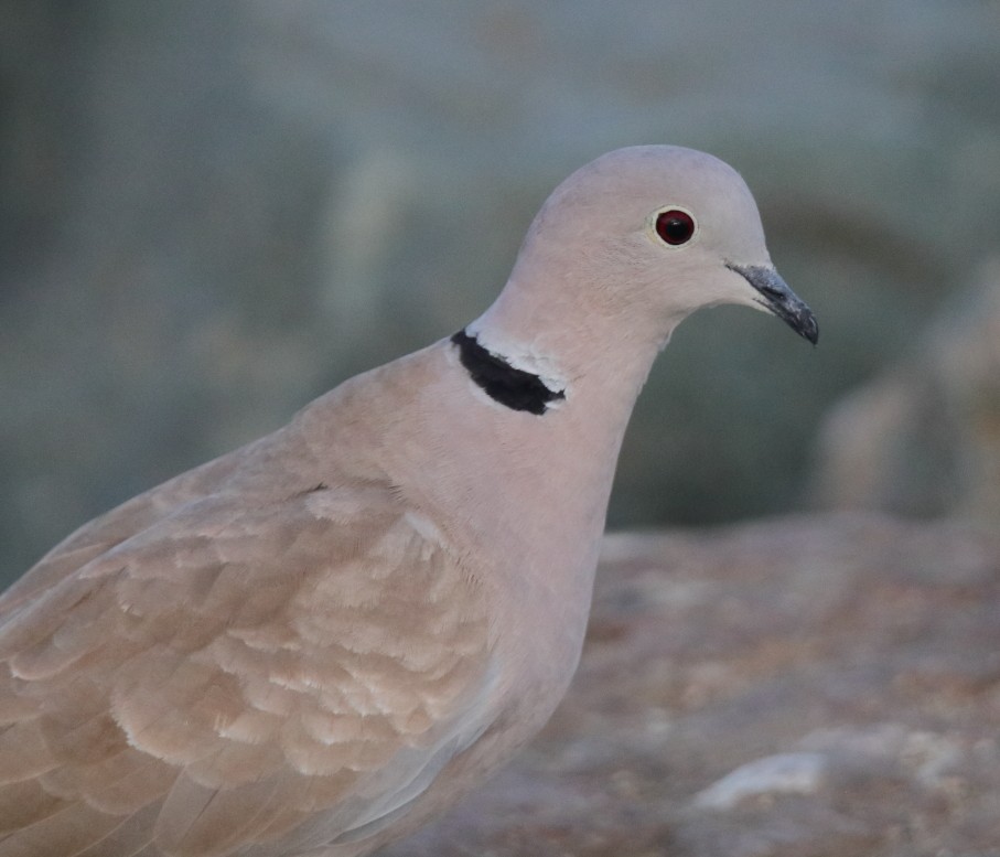 Eurasian Collared-Dove - ML254112501