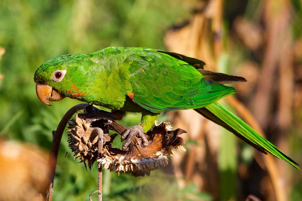 White-eyed Parakeet - LAERTE CARDIM