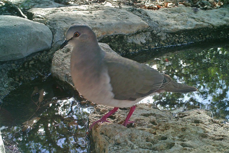 White-tipped Dove - Terry Hibbitts
