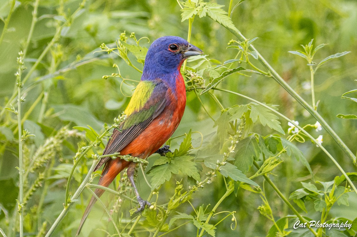 Painted Bunting - ML254127491