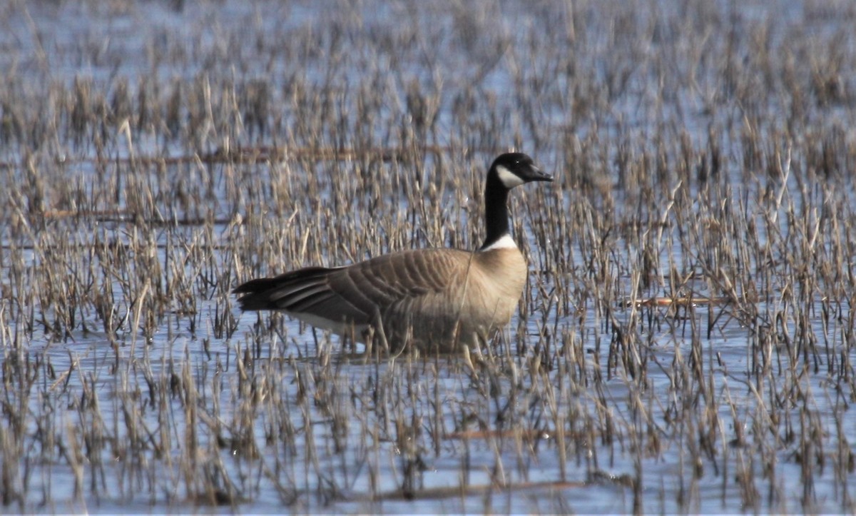 Cackling Goose (Aleutian) - Steve Hampton