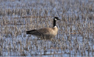 Cackling Goose (Aleutian), ML25412861