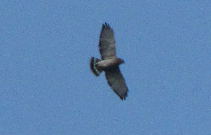 Broad-winged Hawk - ML254133211