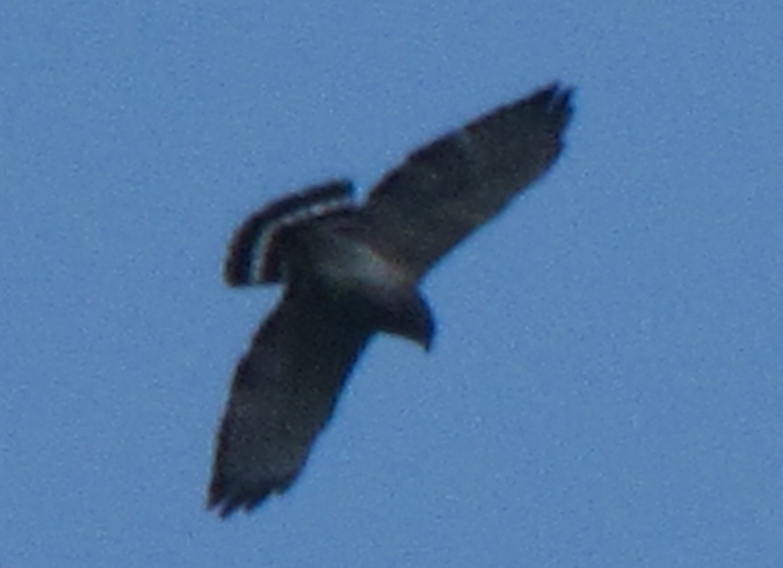 Broad-winged Hawk - ML254133261
