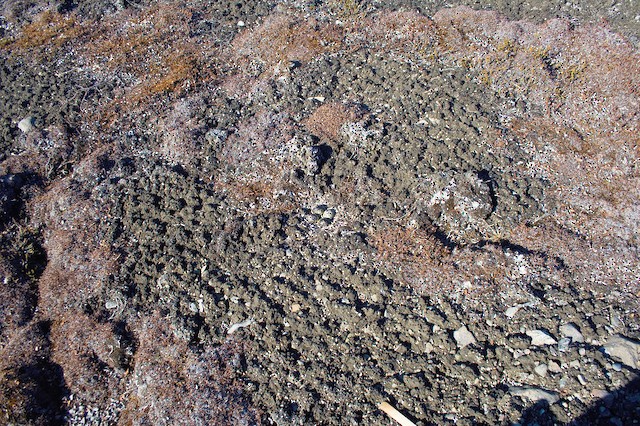 Nest; general view. - American Golden-Plover - 