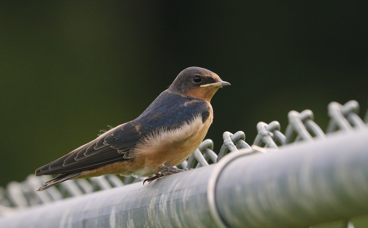 Barn Swallow - Drew Chaney