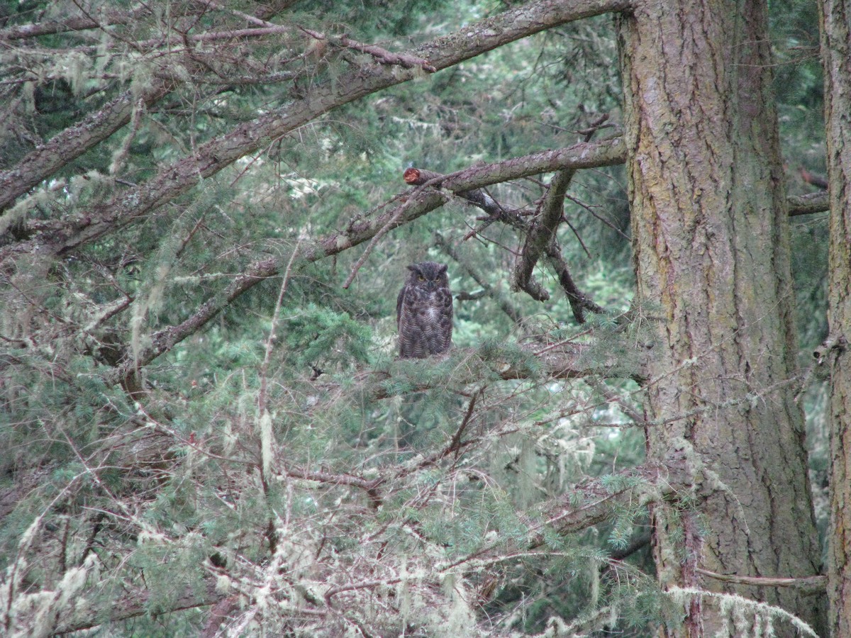 Great Horned Owl - ML254138461