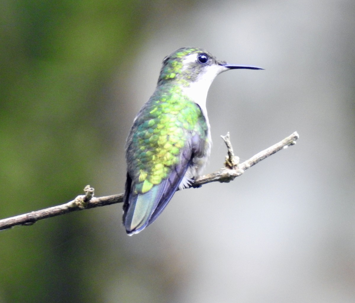 Emerald-chinned Hummingbird - ML254147351