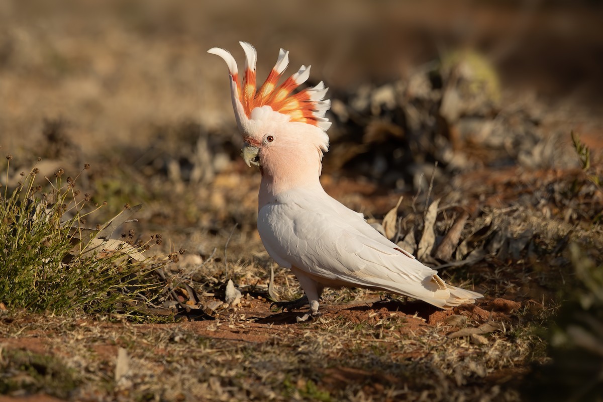 Pink Cockatoo - JJ Harrison