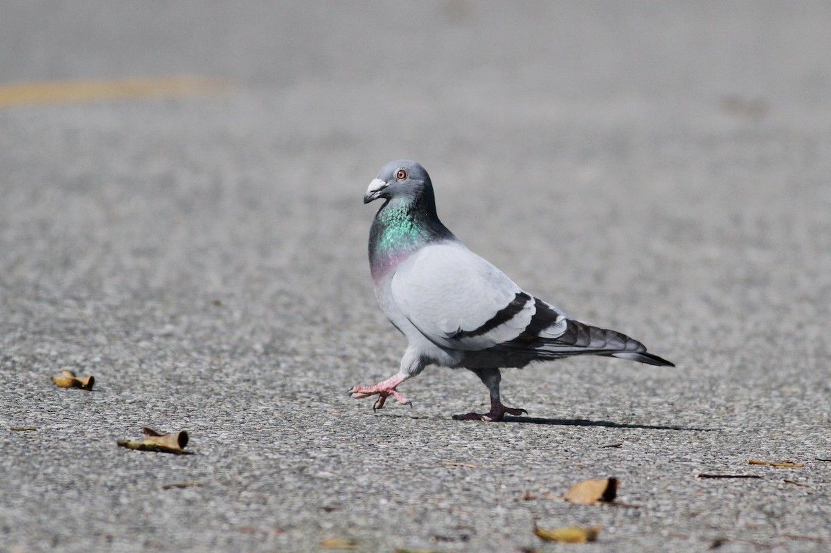 Rock Pigeon (Feral Pigeon) - Ting-Wei (廷維) HUNG (洪)