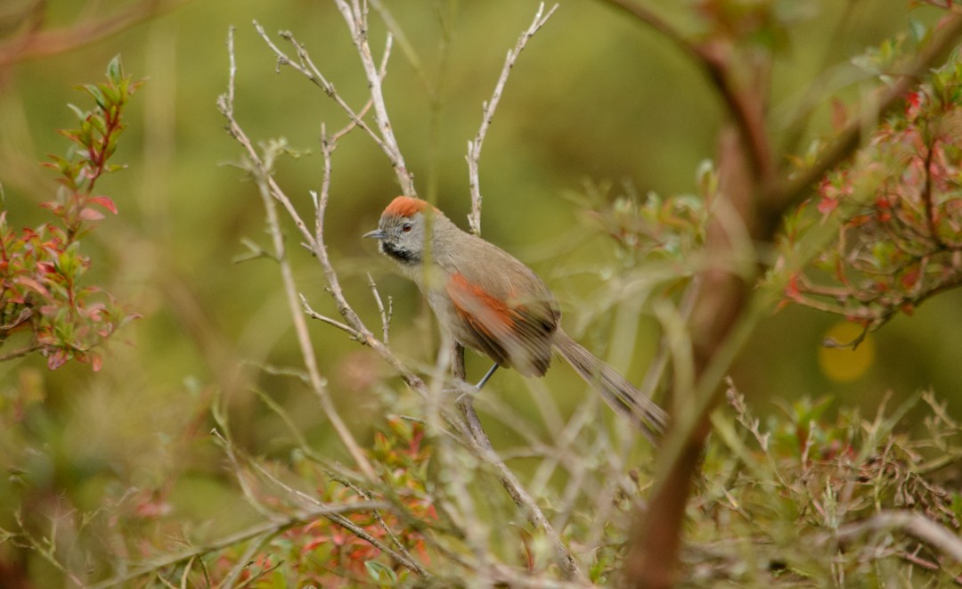 Silvery-throated Spinetail - ML254152921