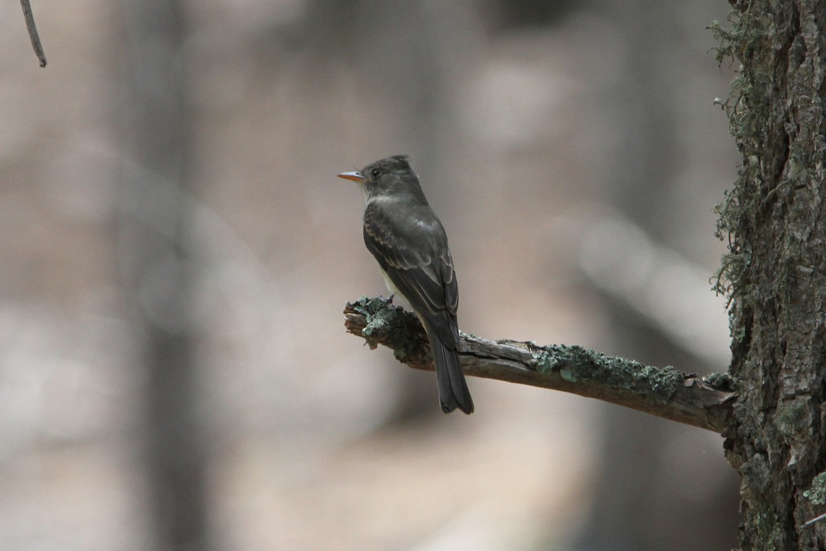 Greater Pewee - ML254155521