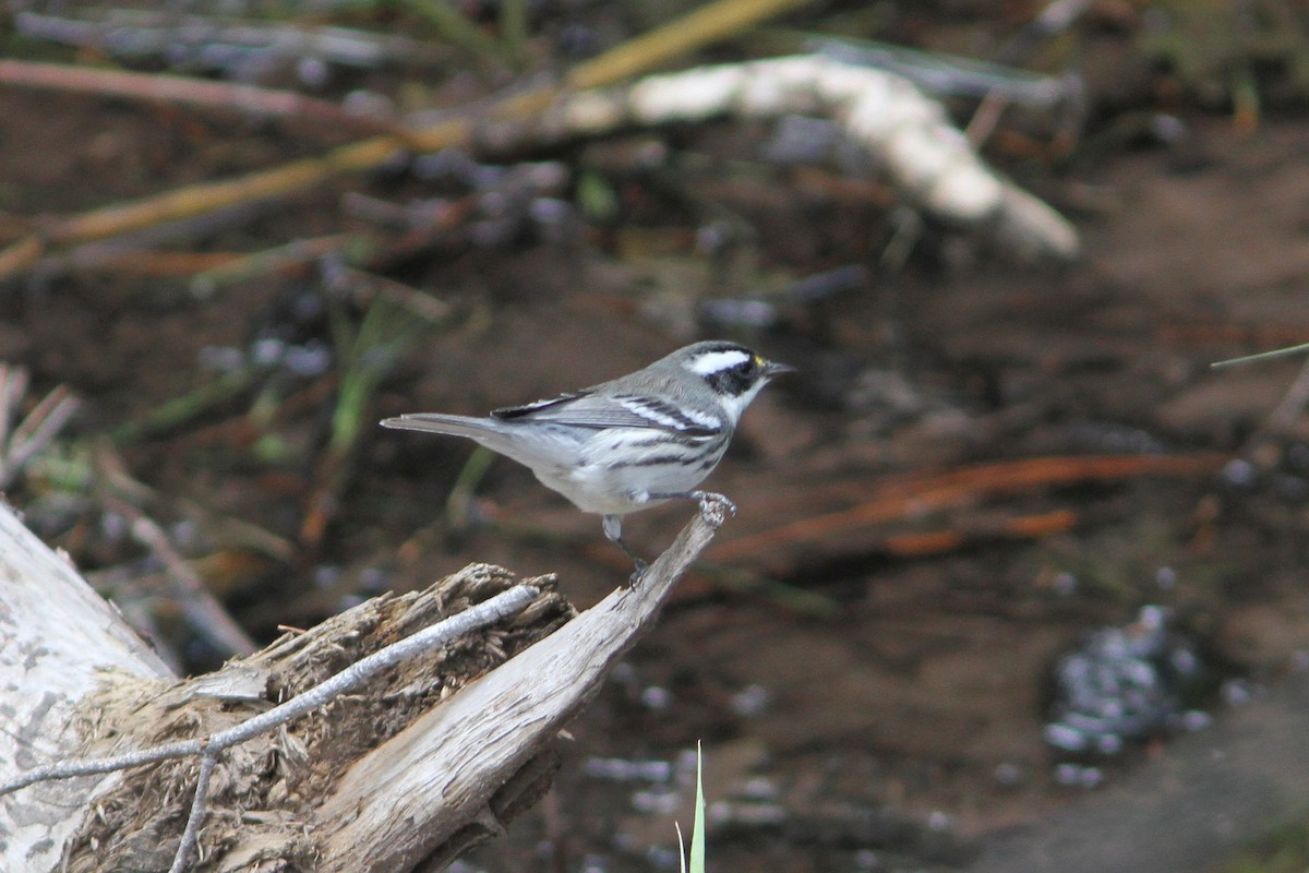 Black-throated Gray Warbler - ML254155661