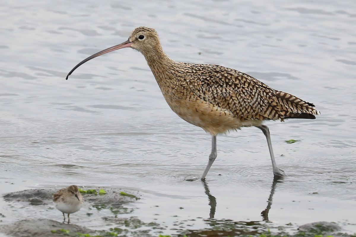 Long-billed Curlew - ML254158641