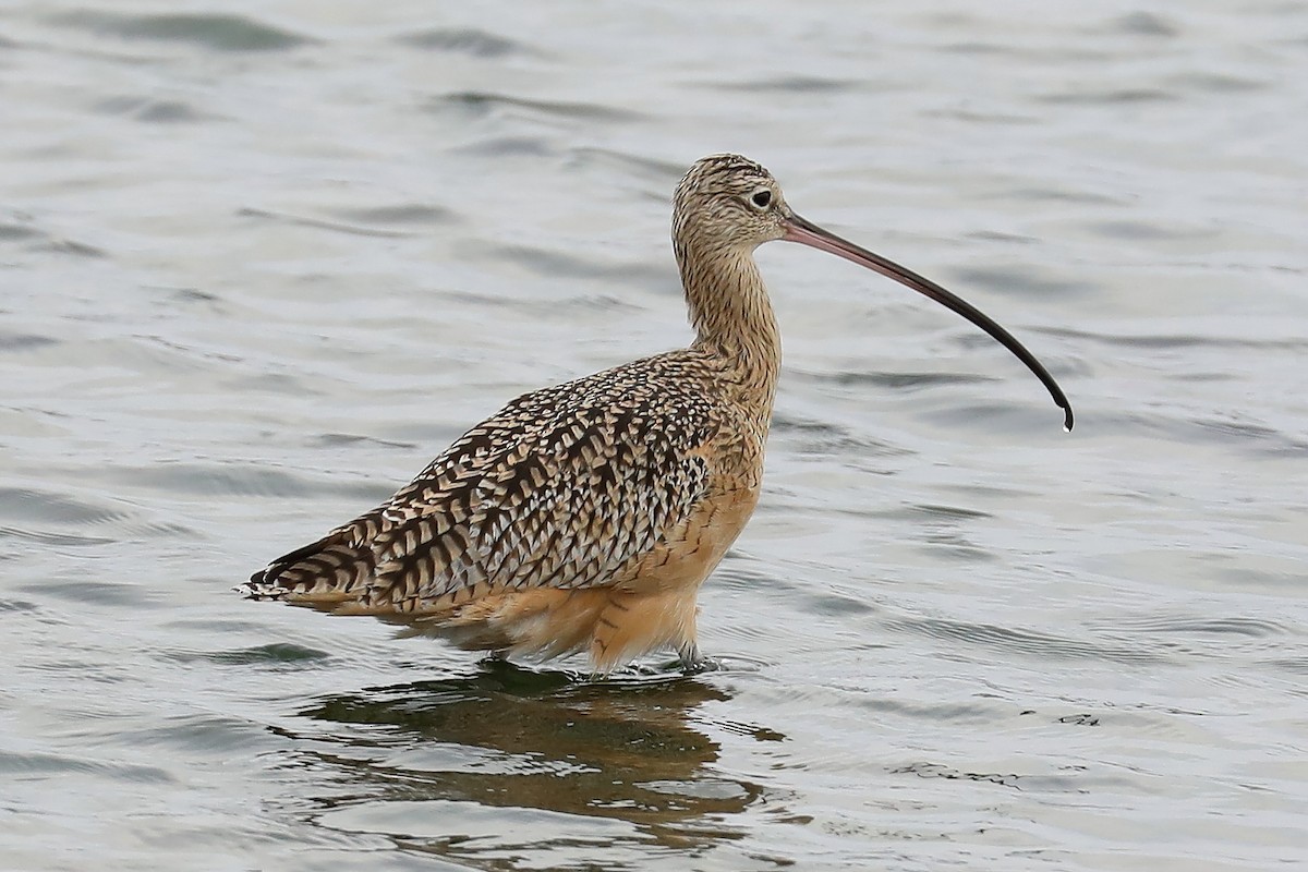 Long-billed Curlew - ML254160241