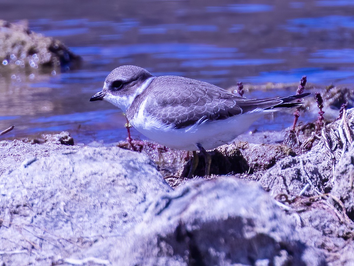 Semipalmated Plover - Brad Singer