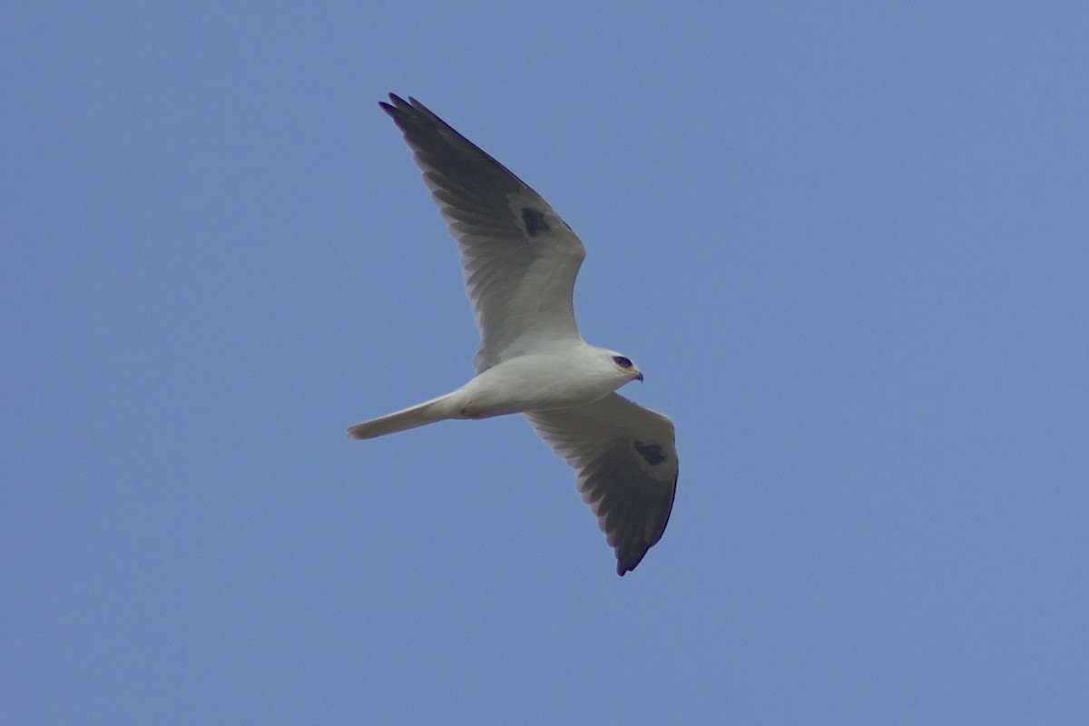 White-tailed Kite - Jon Isacoff