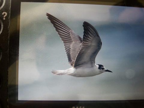 White-winged Tern - ML25416771