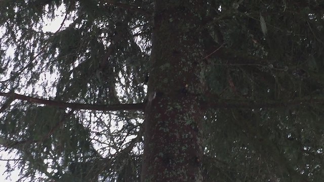 Waldbaumläufer - ML254172251