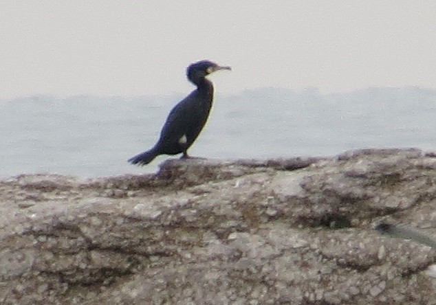 Great Cormorant (North Atlantic) - "Chia" Cory Chiappone ⚡️