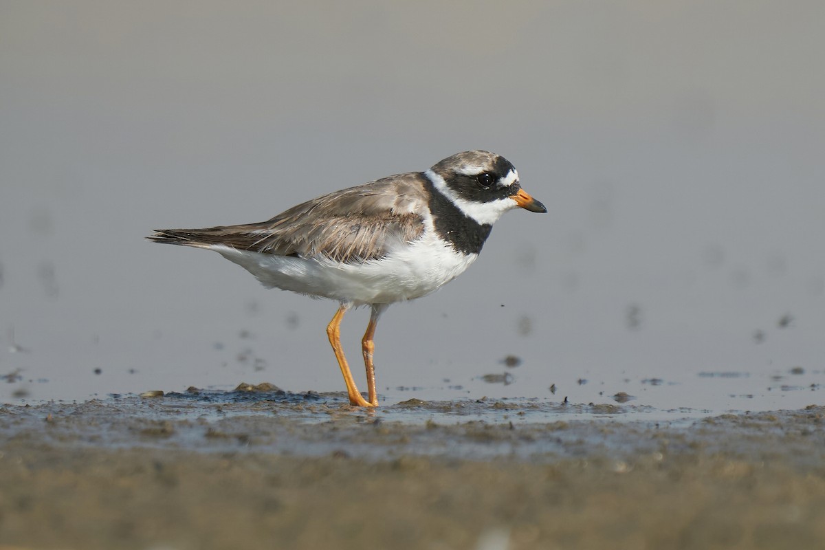 Common Ringed Plover - ML254179551