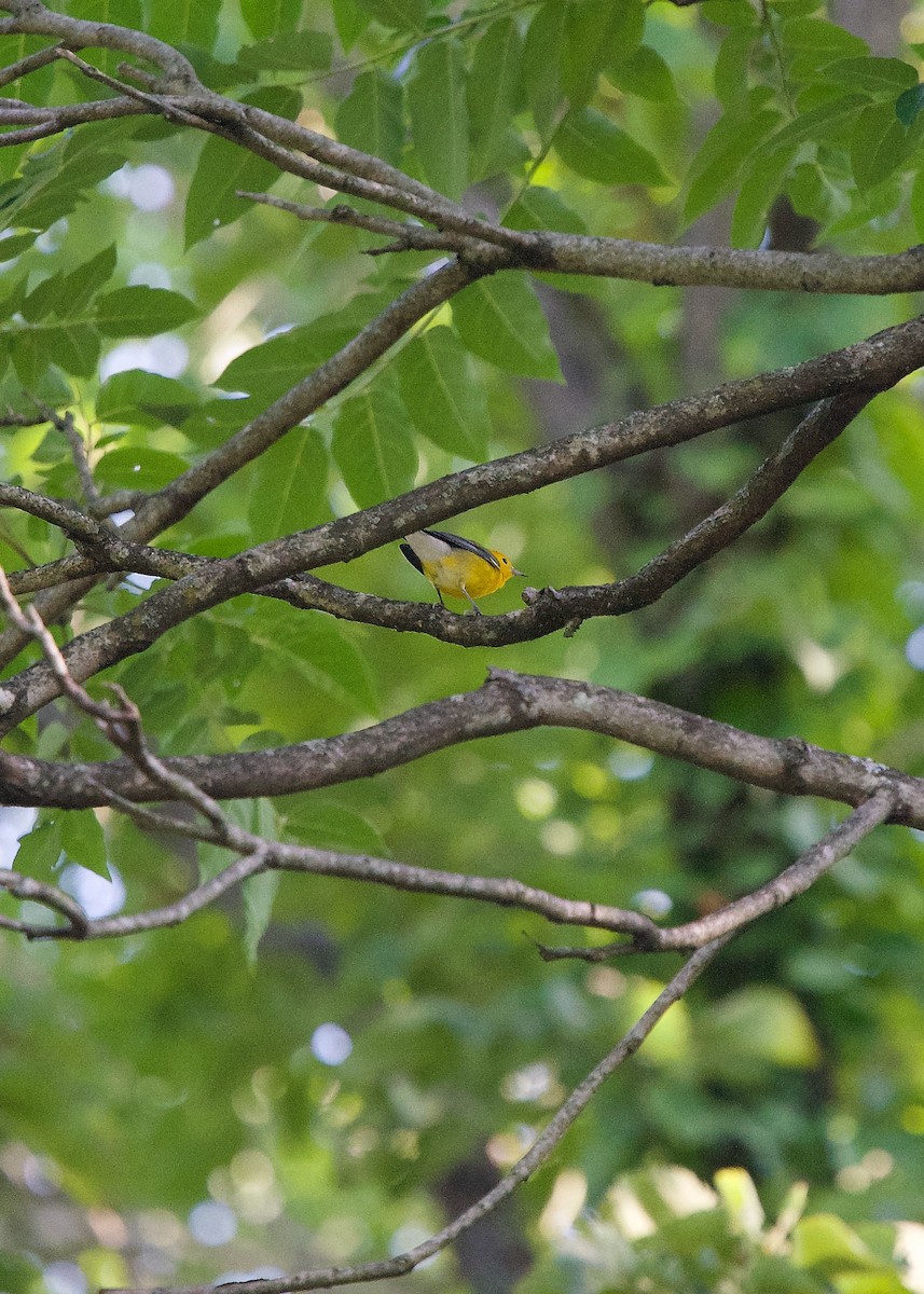 Prothonotary Warbler - ML254180111