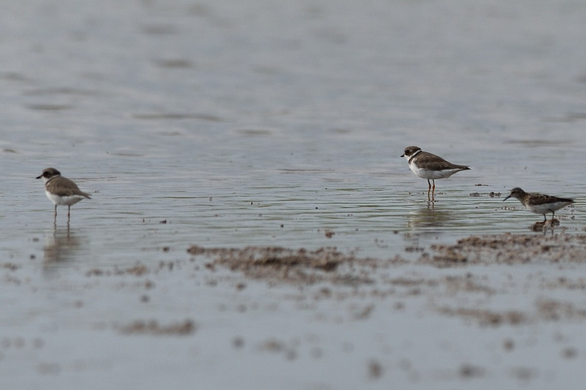 Semipalmated Plover - ML254181341