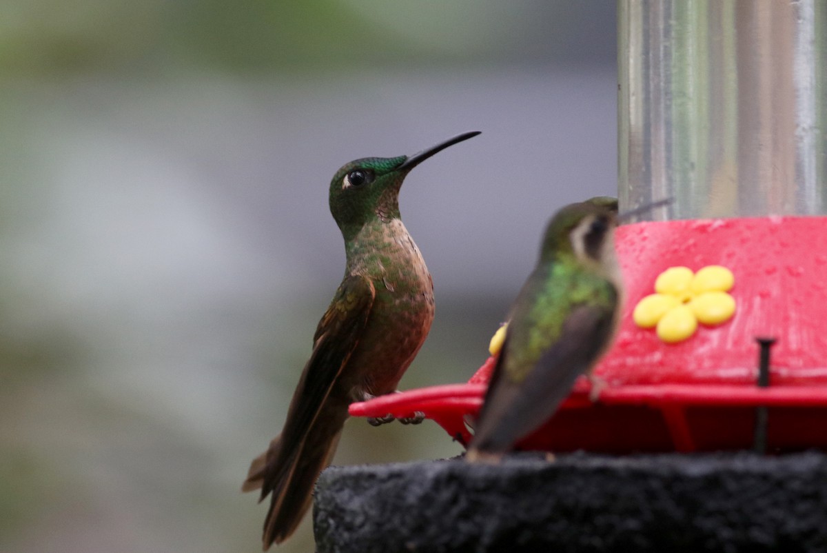 kolibřík hnědobřichý - ML25418341