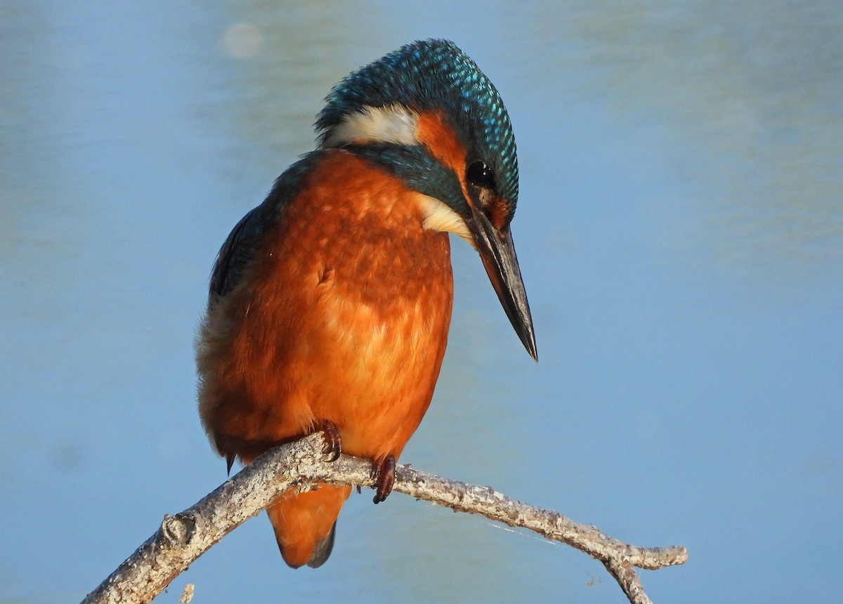 Common Kingfisher - ML254183891