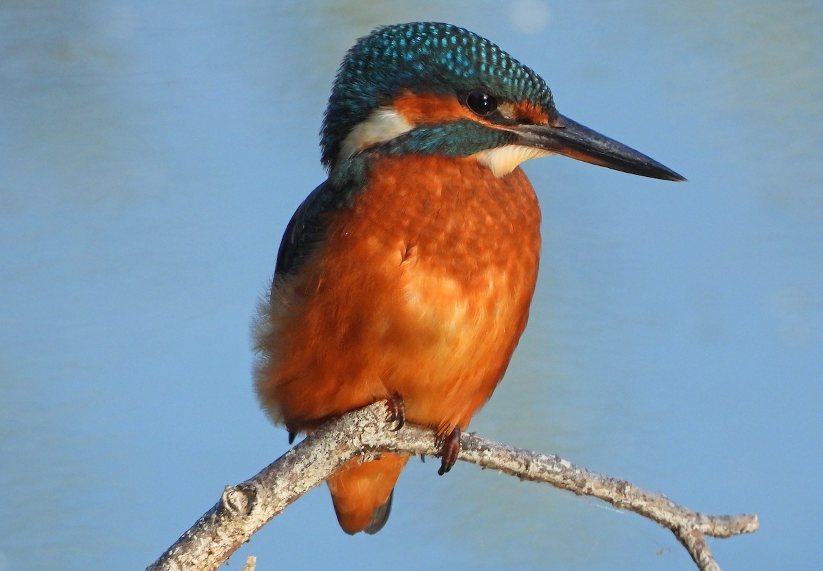 Common Kingfisher - ML254183901