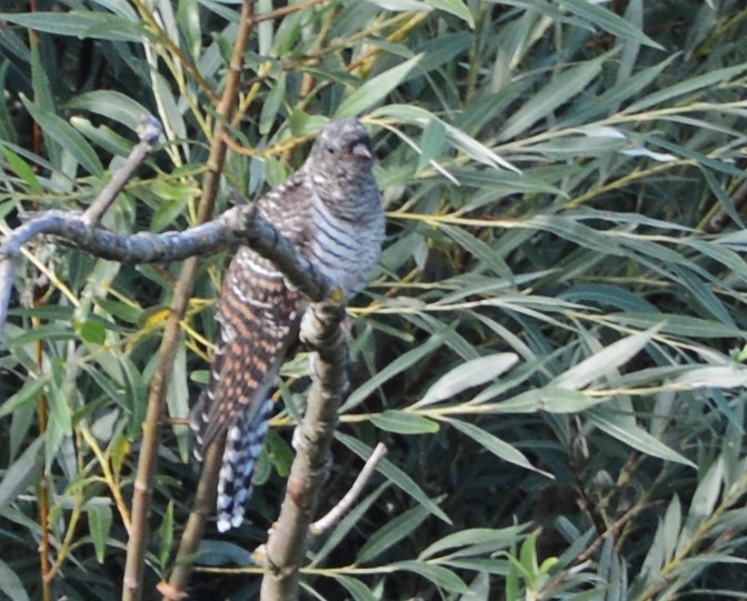 Common Cuckoo - Tini & Jacob Wijpkema