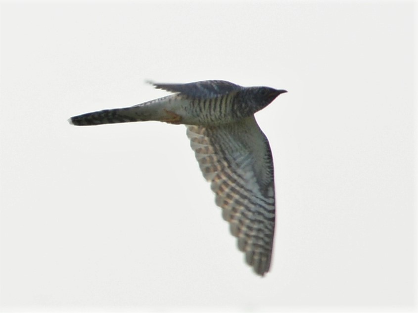 Common Cuckoo - ML254184021