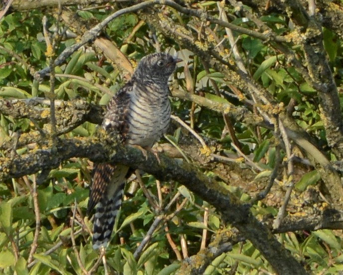 Common Cuckoo - ML254184031
