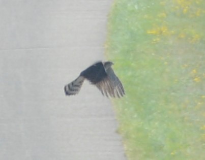 Eurasian Sparrowhawk - ML254184091