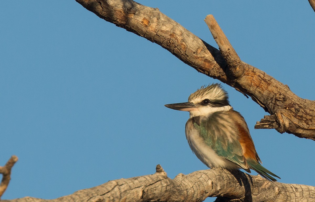 Red-backed Kingfisher - ML254186291