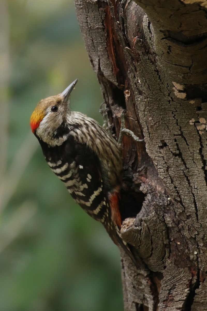 Brown-fronted Woodpecker - Frank Thierfelder