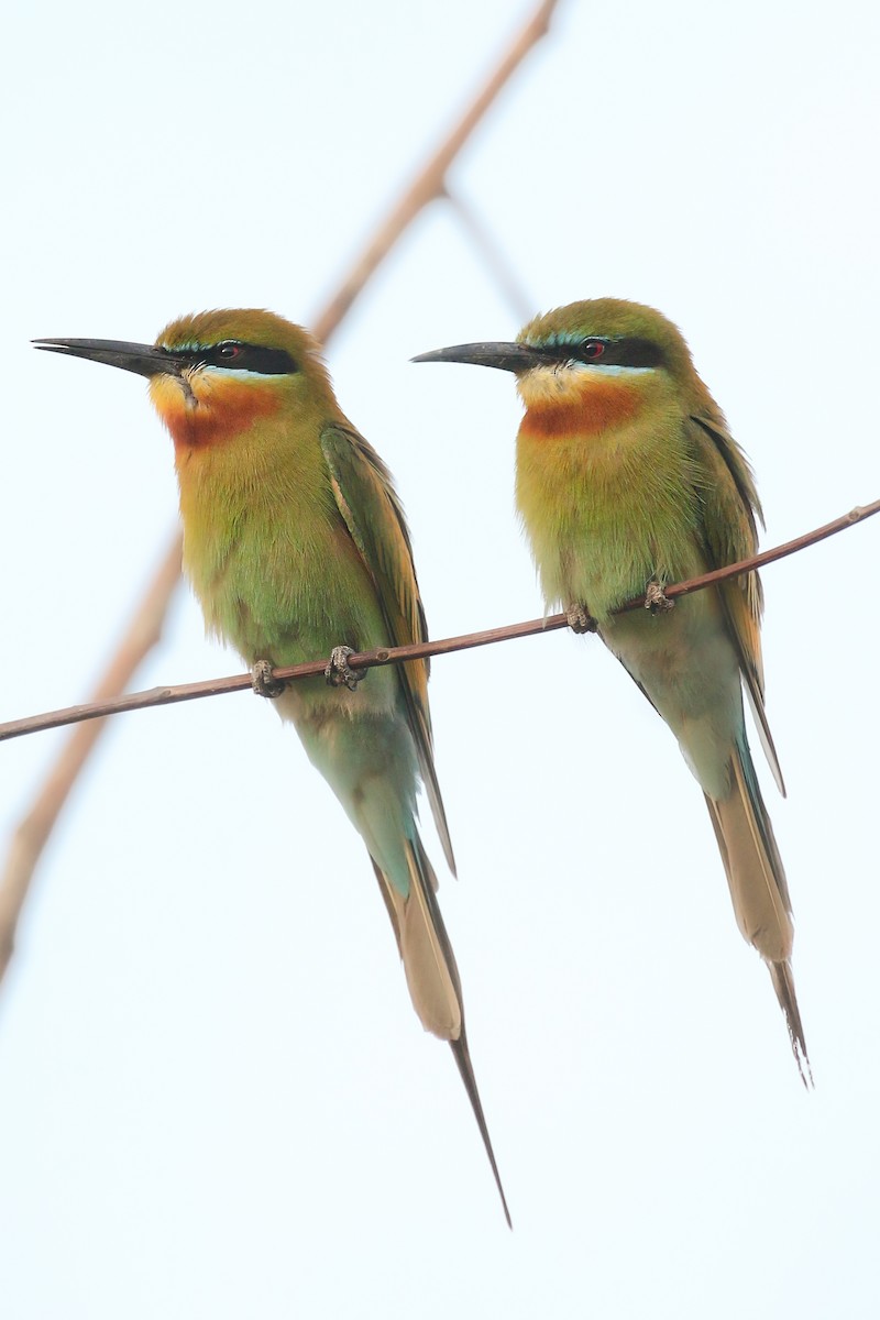 Blue-tailed Bee-eater - Frank Thierfelder